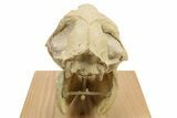 Fossil Oreodont (Merycoidodon) Skull Display - South Dakota #284367-6